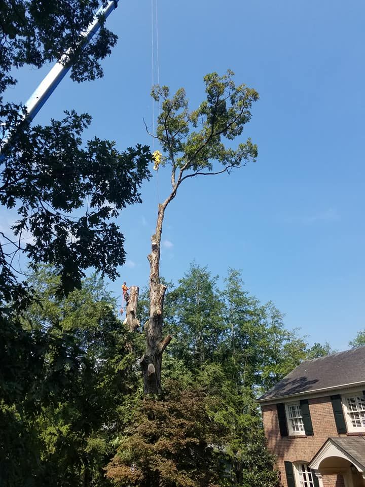 Tree Trimming for Rush Tree Specialist in Knoxville, TN