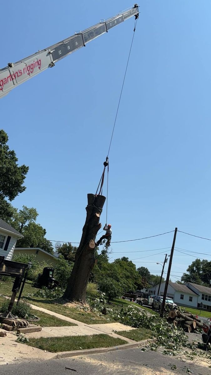 Climbing Services for Melnyk’s Tree Service in Salem County, NJ