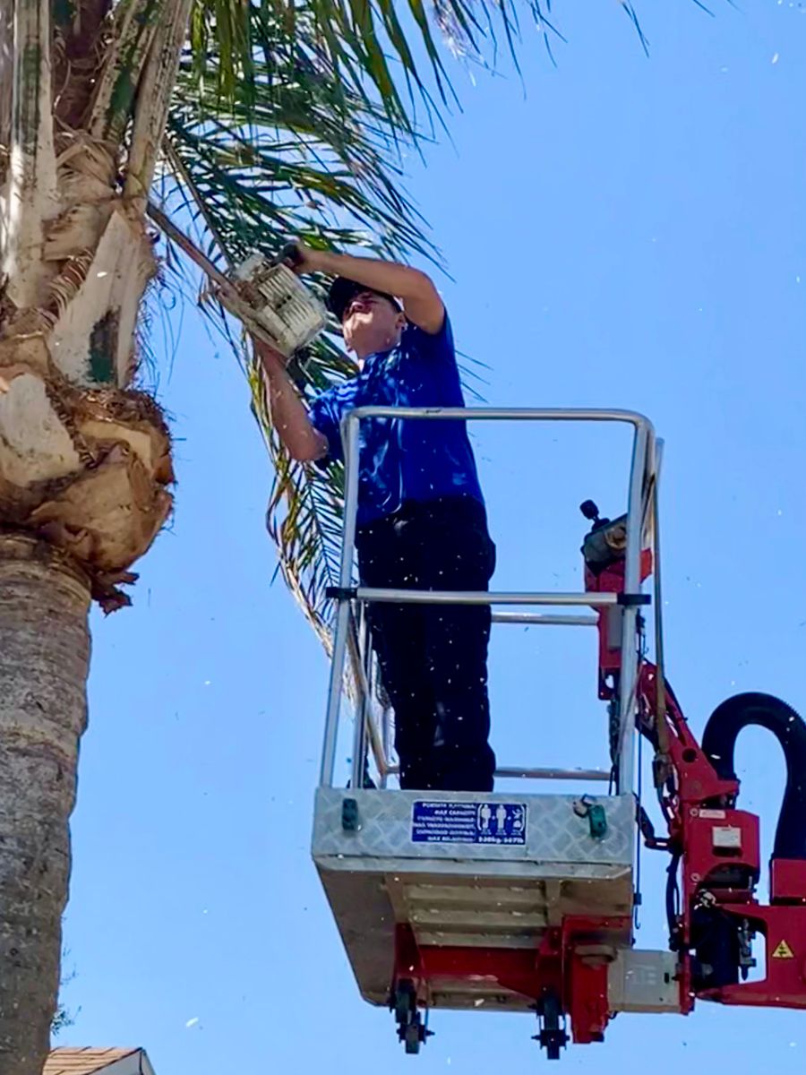 Tree Trimming for Top Notch Tree Experts in Orange Park, FL