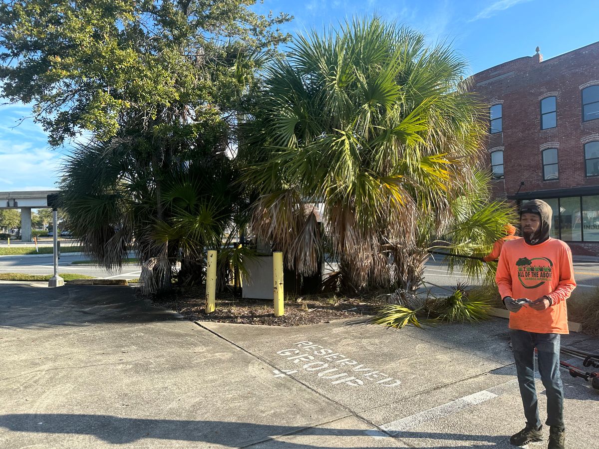 Tree Trimming & Removal for All of the Above Landscaping in Orange Park, FL