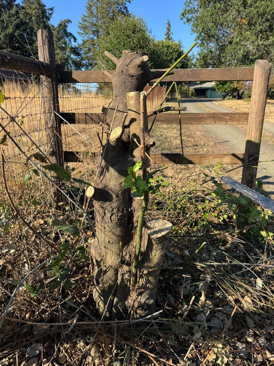 Tree Removals for Willamette Landscaping and Tree Services in Albany, OR