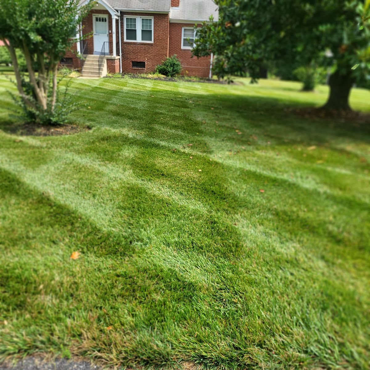 Tree & Shrub Care for Sam I AM Property Solutions in Sunderland, MD