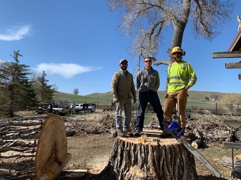Tree Removal for Two Fellers Tree Service in Buffalo, WY