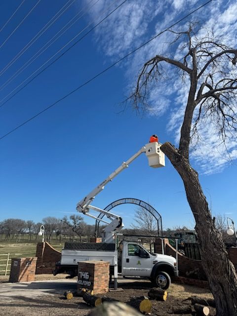 Vegetation Management for A Realtree Service in Garland, TX