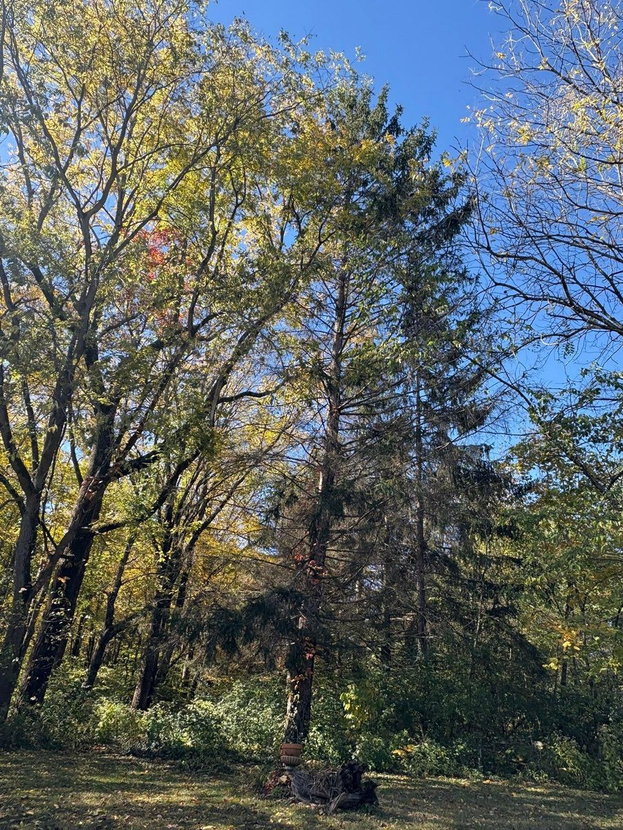Tree Trimming for Dig-It Tree Company in Mason, OH
