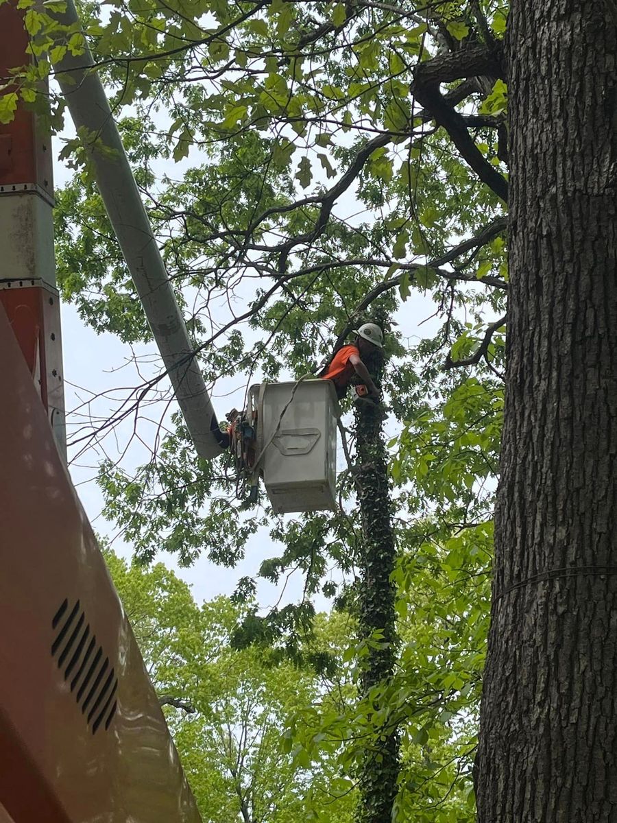 Tree Trimming for Curtis Tree Service LLC in Hopkins County, KY