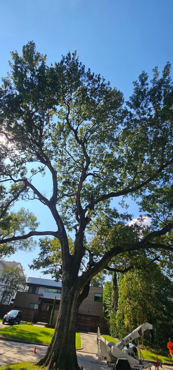 Tree Trimming for Servin's Tree Care  in Houston, TX