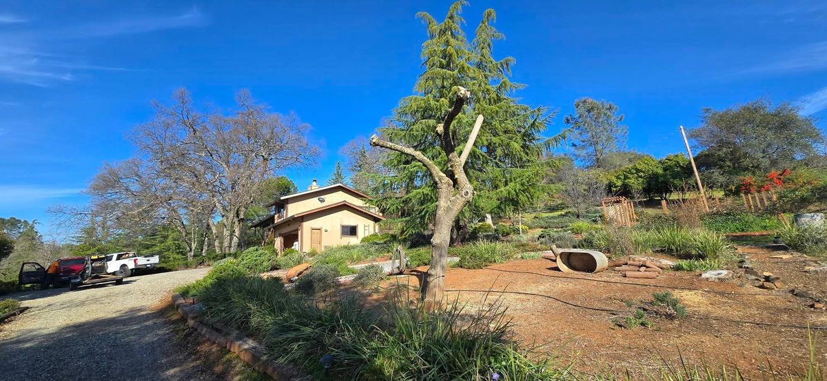 Hazardous Tree Services for George Staddan's Professional Tree Care in Placerville, CA