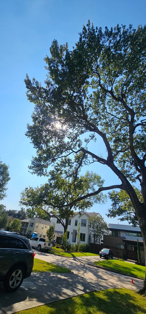 Tree Trimming for Servin's Tree Care  in Houston, TX