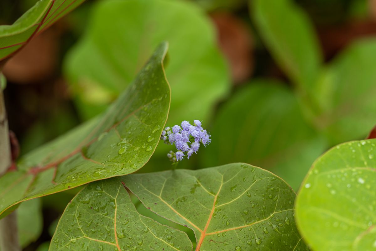 Landscaping for Arazoza Brothers Corporation in Miami, FL