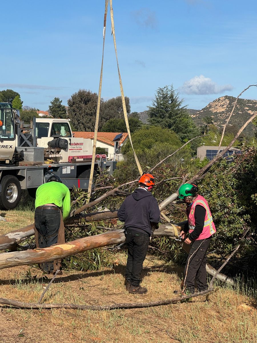 Tree Services for The Tree Fairy in Julian, CA