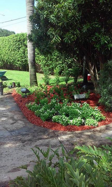 Mulch Installation for Wallack And Sons Landscape Design And Management in Hollywood, Florida