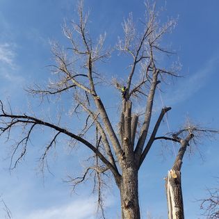 Tree Trimming for Two Fellers Tree Service in Buffalo, WY
