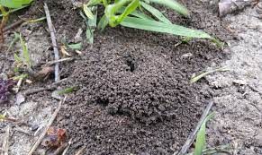 Ants for Predator Pest Control in El Paso, TX