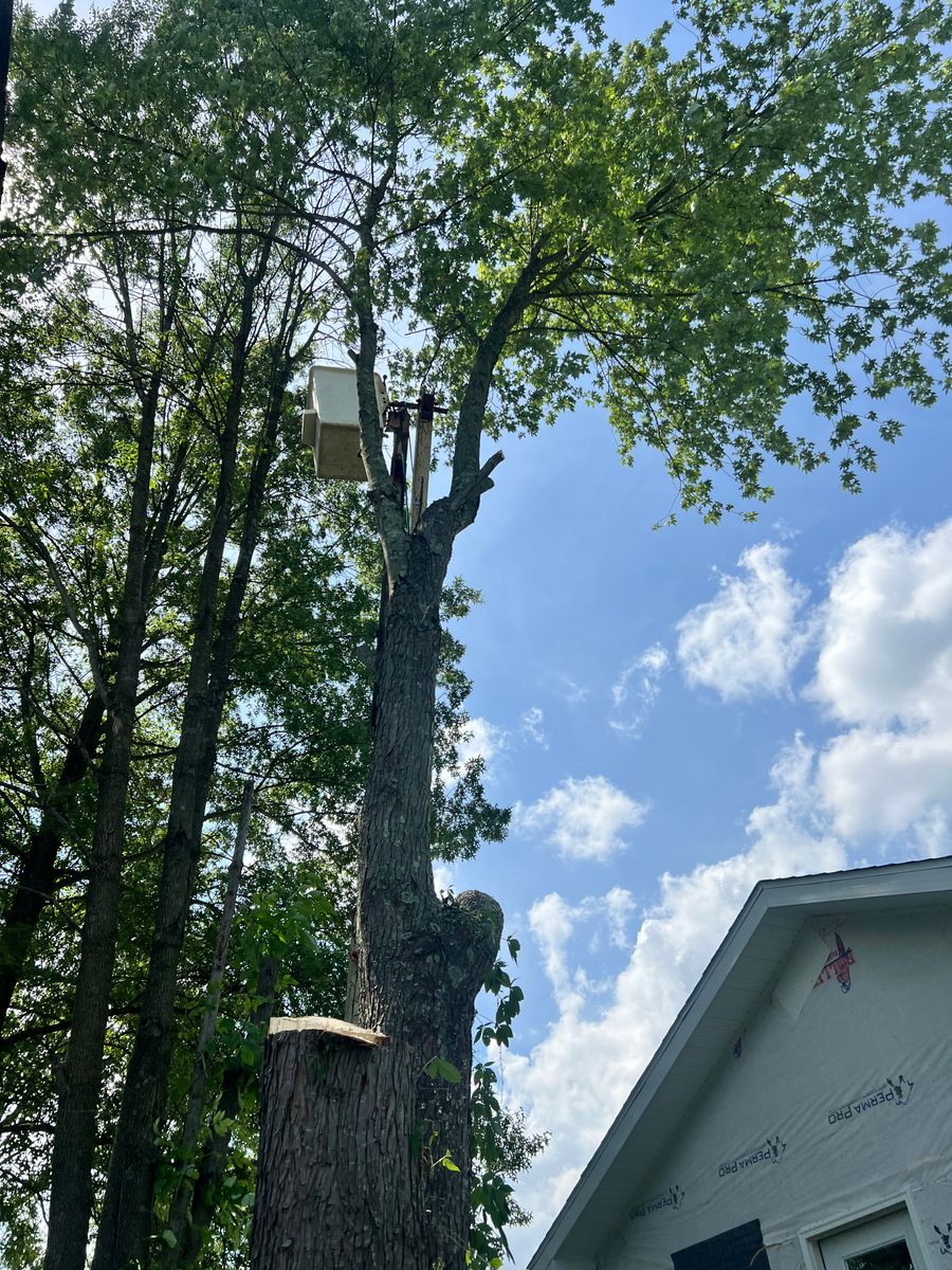 Tree Trimming for Kadin’s Tree Service in North Vernon, IN