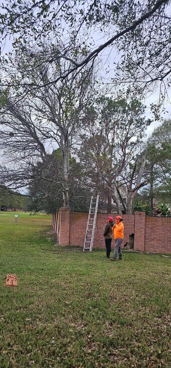 Tree Removal for Servin's Tree Care  in Houston, TX