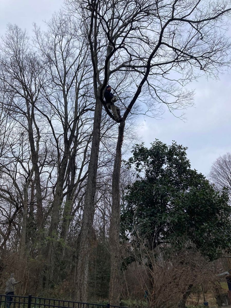 Tree Trimming for La Fountain Tree Service in Louisville, KY