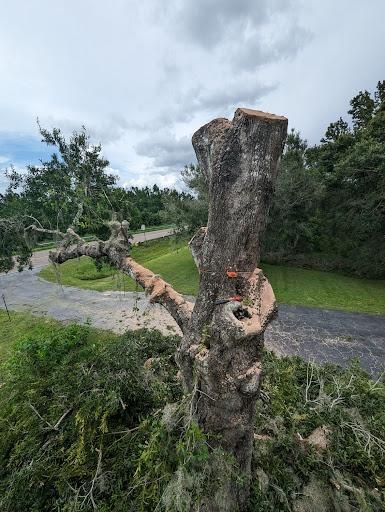 Tree Trimming for Regal Tree Service and Stump Grinding in Wauchula, FL