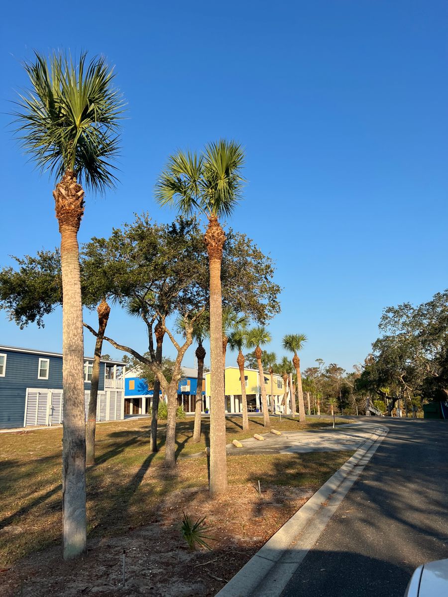 Tree service for Roberts Lawn & Landscape in Cross City, FL