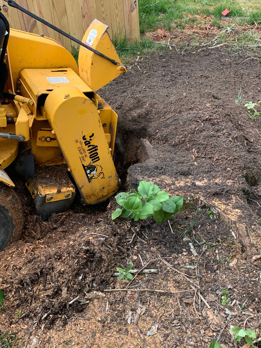 Stump Removal for Branch Out Tree Care LLC in Fredericksburg, VA