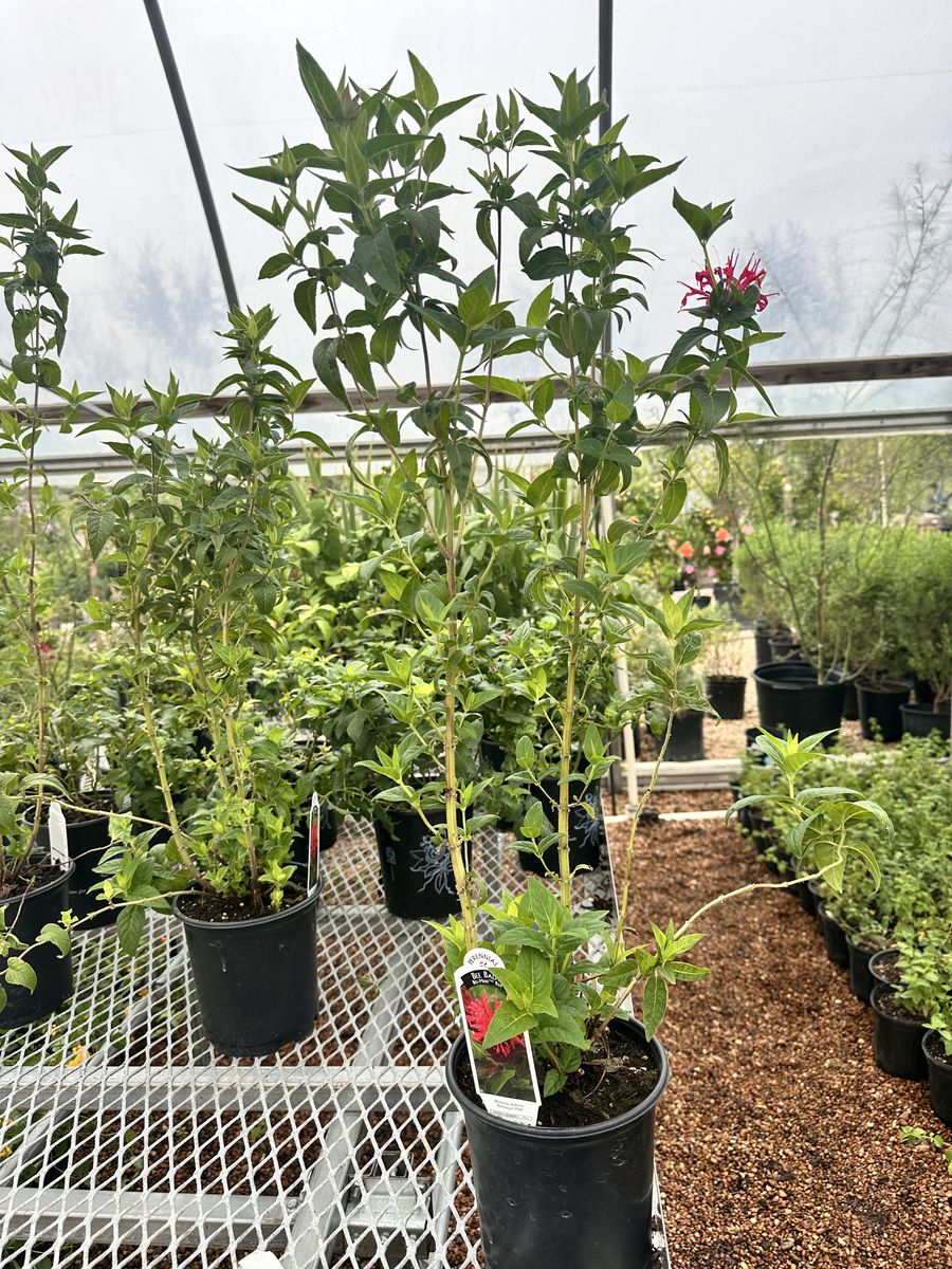 Landscape Installation for Atlas Land Design in Creekside Park, TX