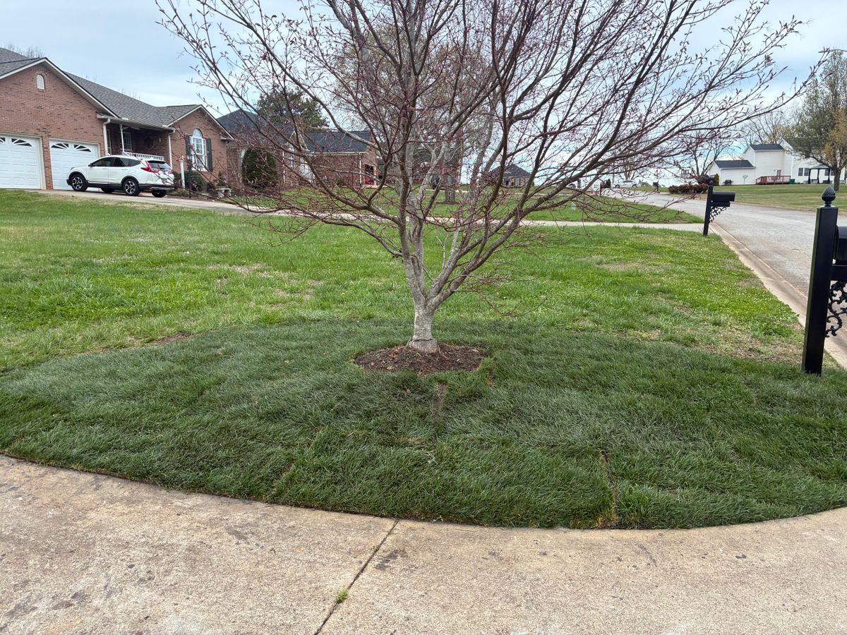 Tree & Shrub Care for Palmetto State Landscaping in Gaffney, SC