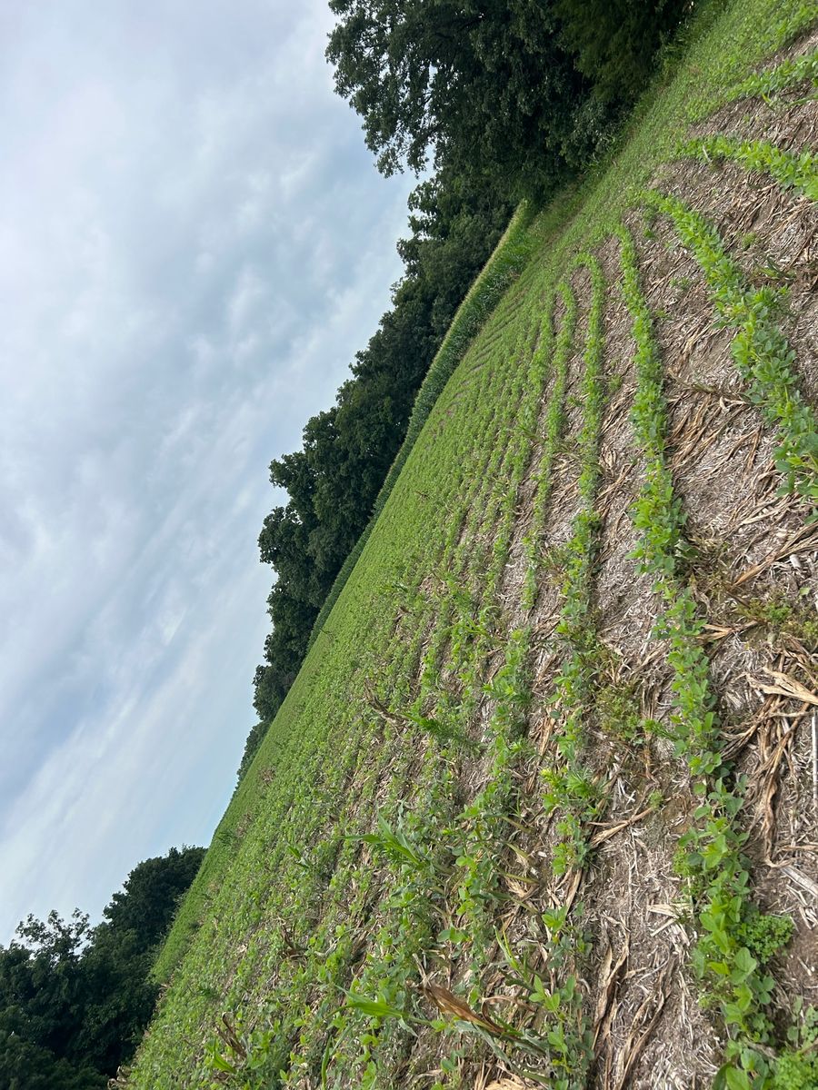 Food Plot Maintenance for Two Young Bucks in Leon, IA