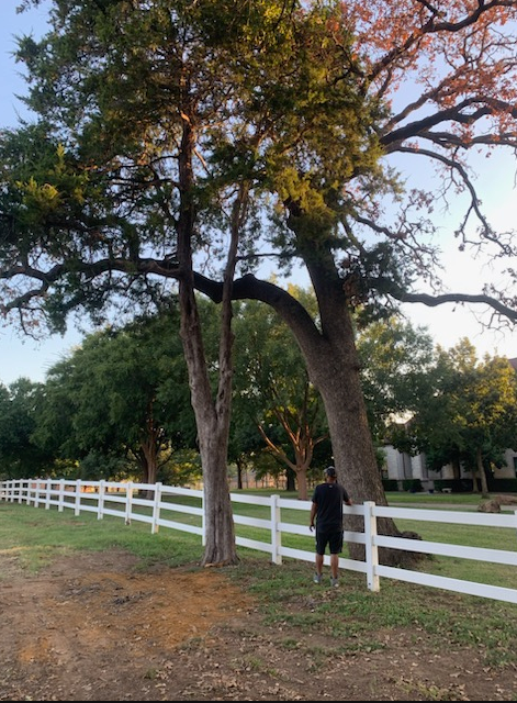 Tree Removal & Trimming for Teague Trees & Landscaping in Rendon, TX