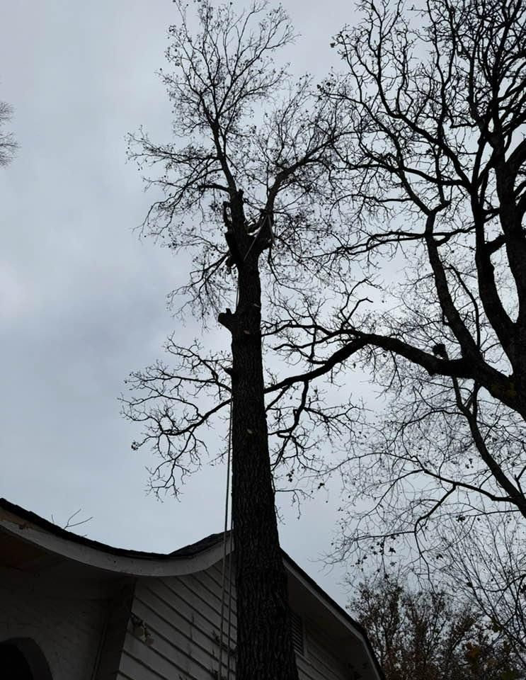 Tree Removal for T N L - Tree and Land Service in Reynolds, GA