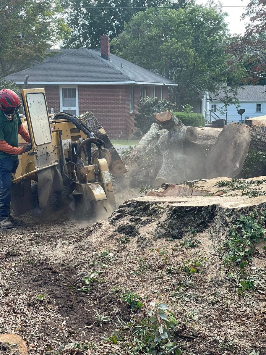 Stump Removal for J&J Tree Services in Raleigh, NC