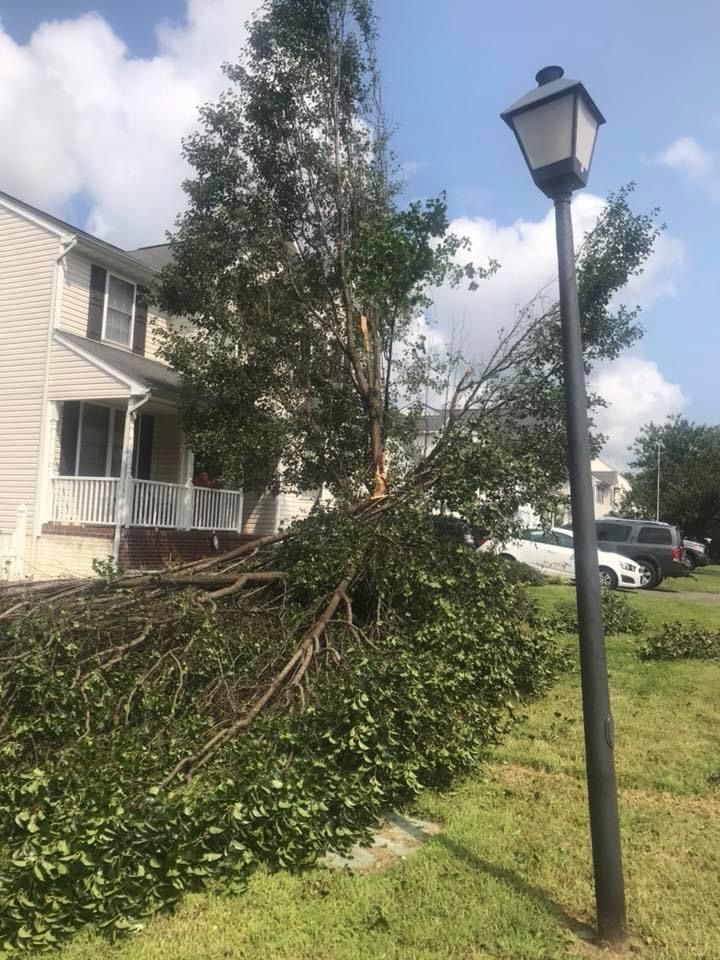 24 Storm damage for Branch Out Tree Care LLC in Fredericksburg, VA