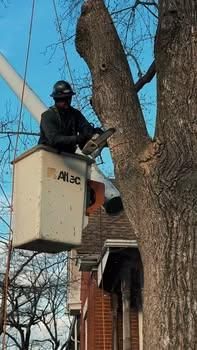 Tree Trimming for Curtis Tree Service LLC in Hopkins County, KY