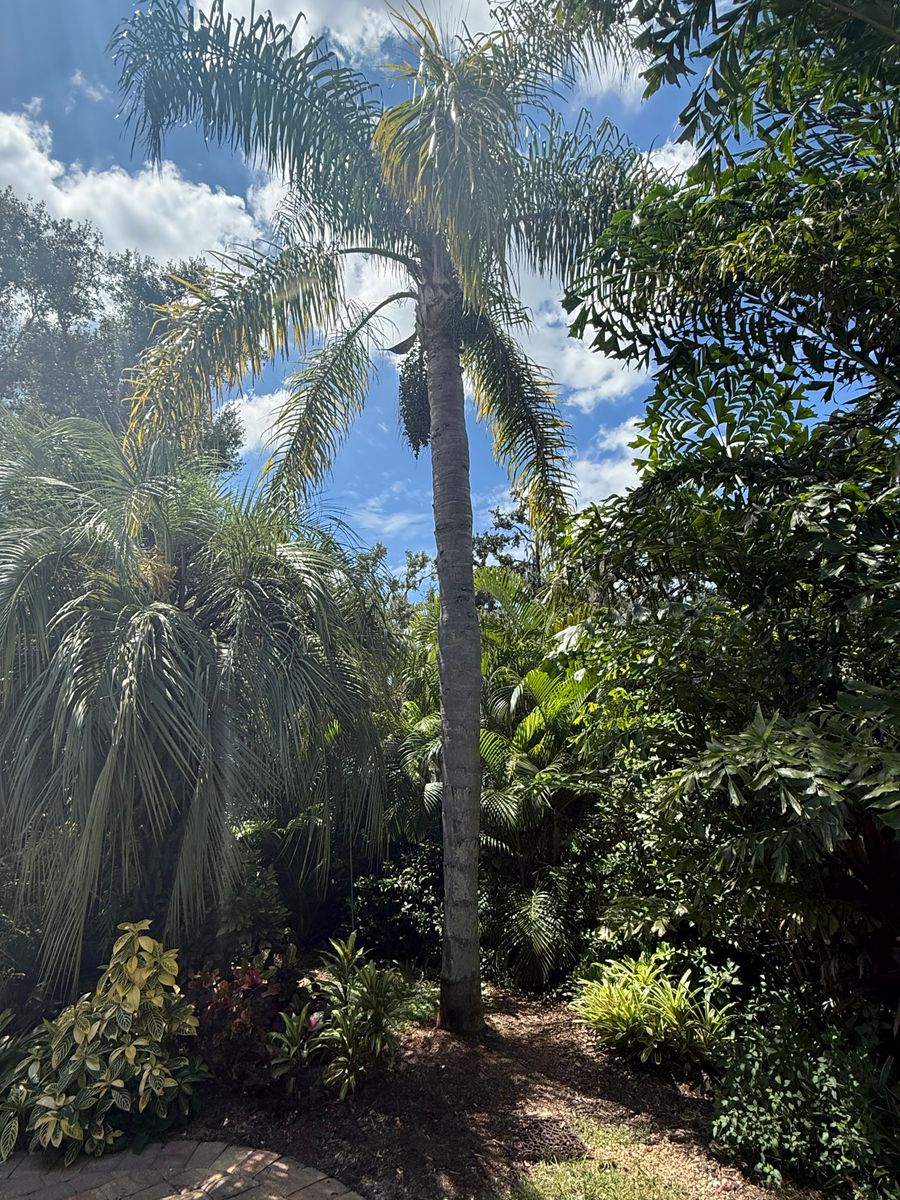 Palm Pruning for Damian’s Tree Care in Sarasota, FL