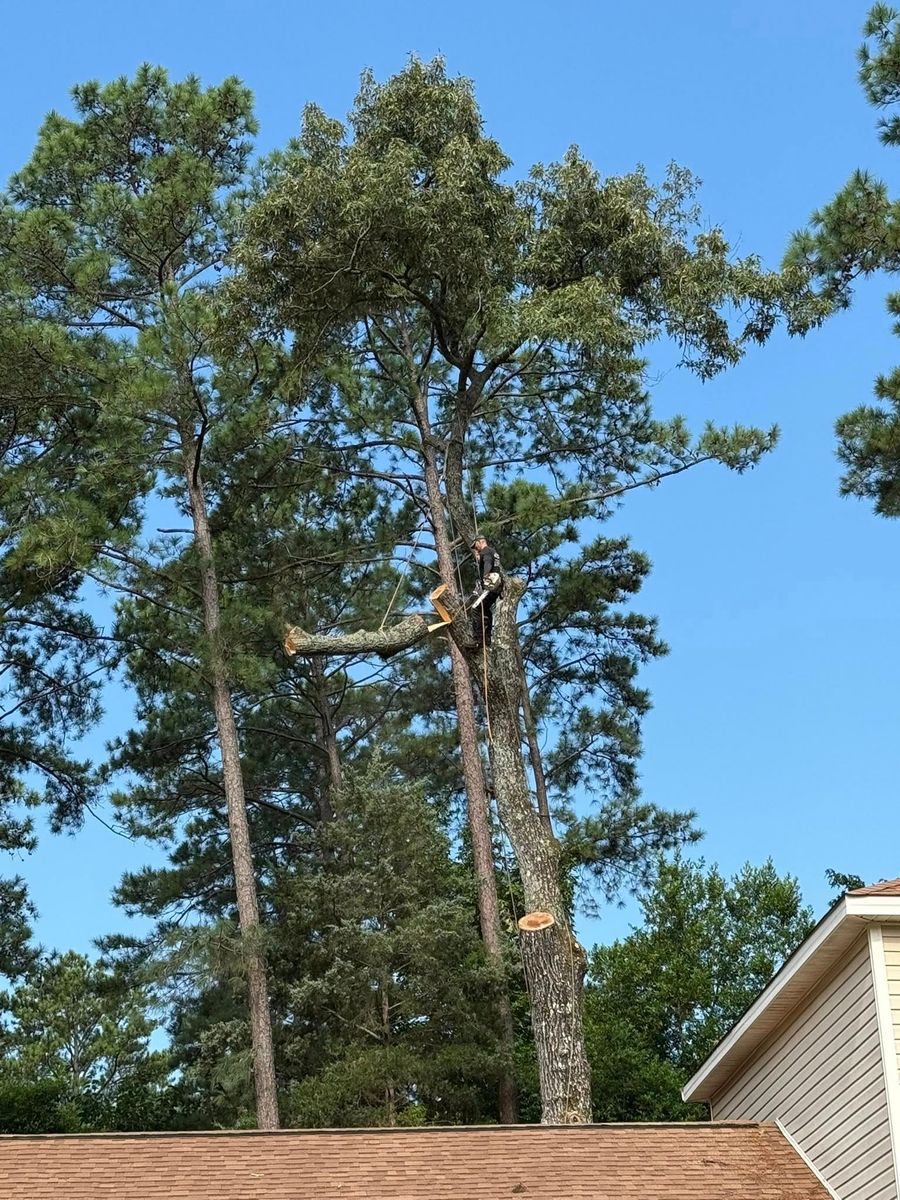 Tree Trimming for T N L - Tree and Land Service in Reynolds, GA