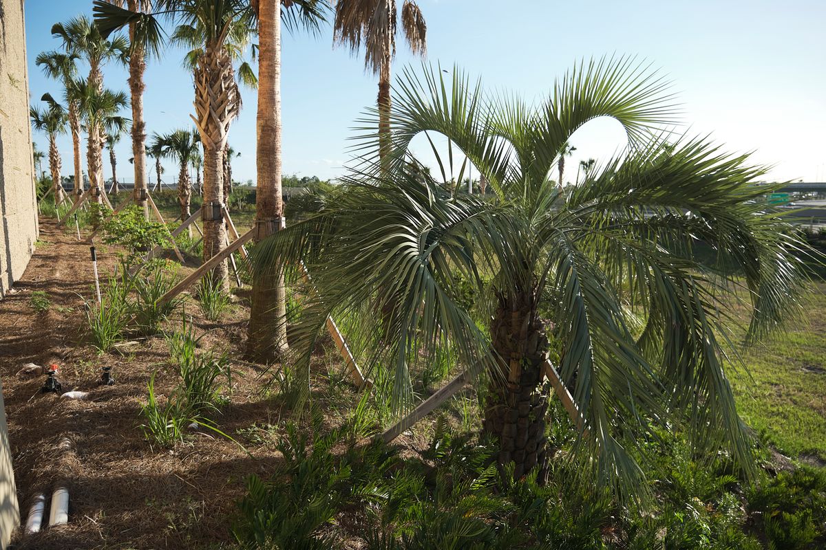 Landscaping for Arazoza Brothers Corporation in Miami, FL