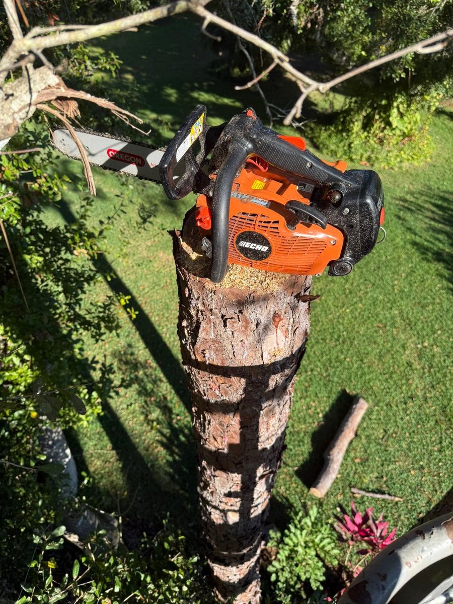 Tree Removal for Damian’s Tree Care in Sarasota, FL