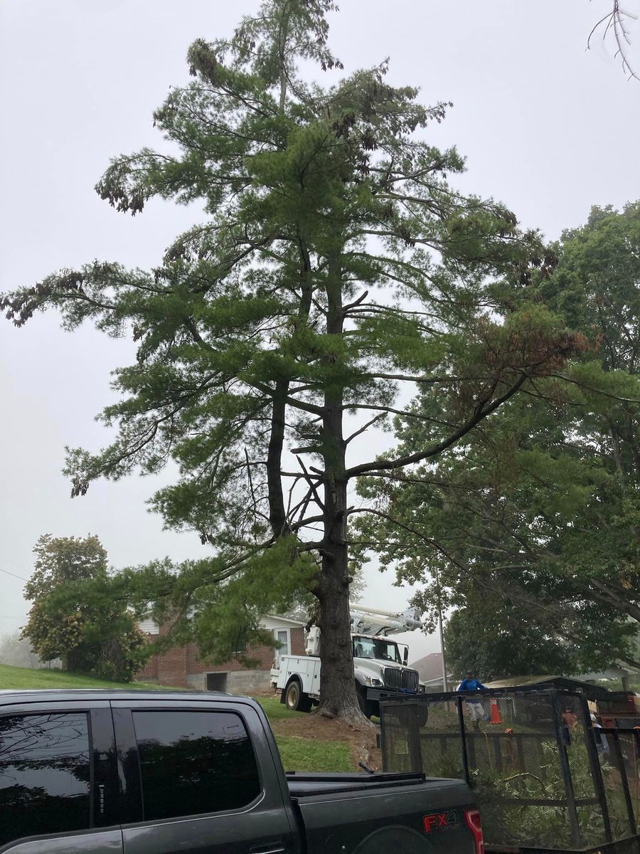 Tree Trimming for NRV Tree Pro, LLC in Narrows, VA