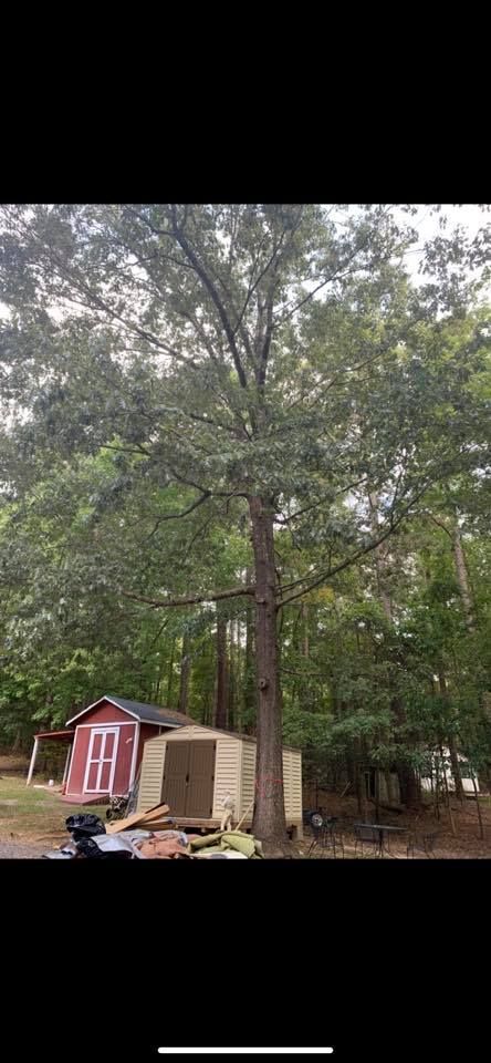 Tree Removal for AB Tree Service in Raleigh, NC