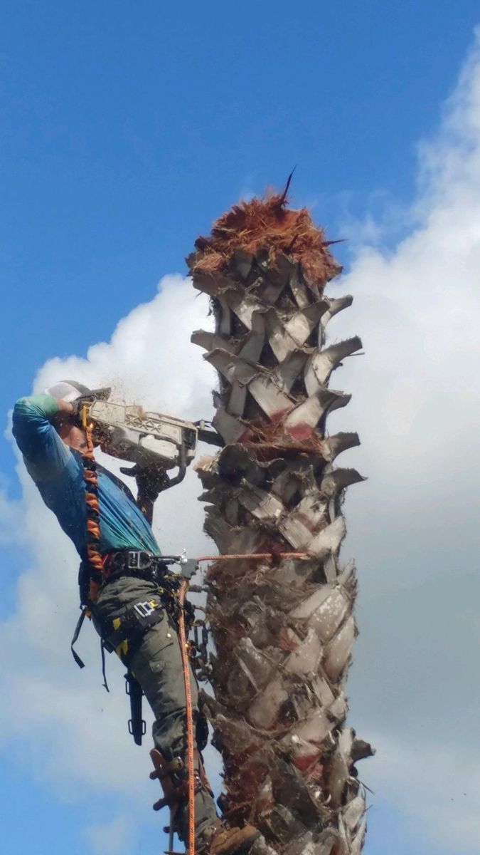 Tree Removal for Z’s Trees LLC in Grey Forest, TX