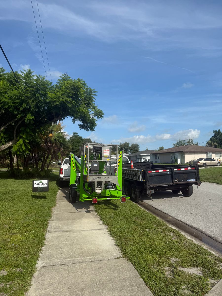 Palm Pruning for Damian’s Tree Care in Sarasota, FL