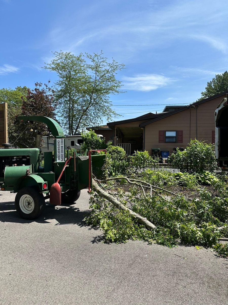 Tree Trimming for Silver City Tree and Landscape in Taunton, MA
