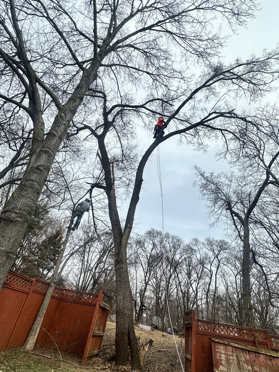 Tree Trimming for Cross Family Tree Service in Kearney, MO