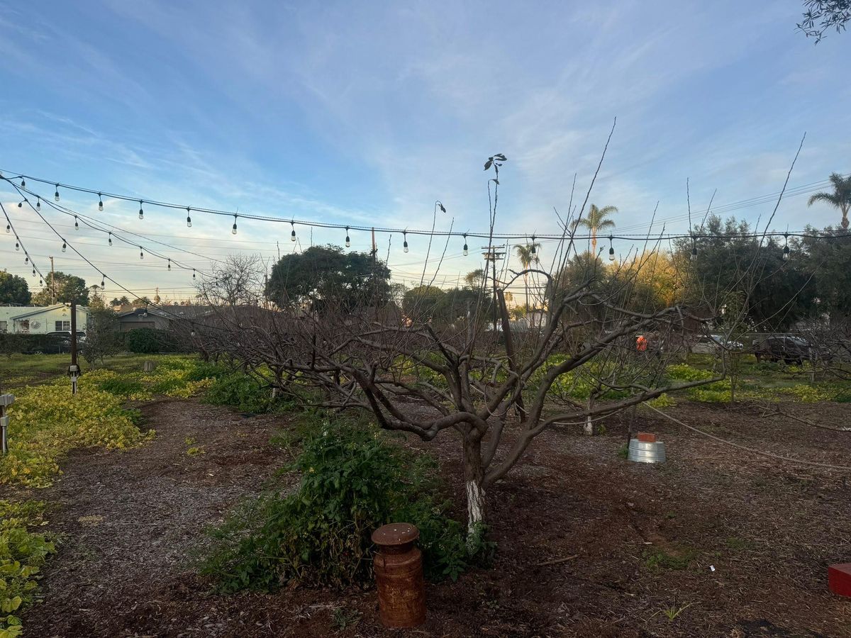 Property Beautification for The Tree Fairy in Julian, CA