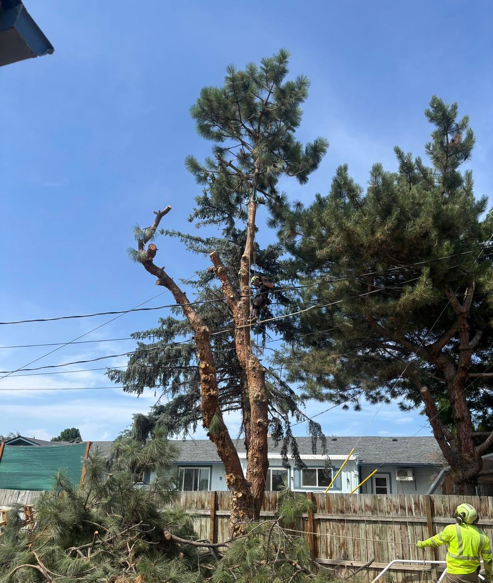 Tree Trimming for Ascension Tree Care LLC in Yakima County, WA