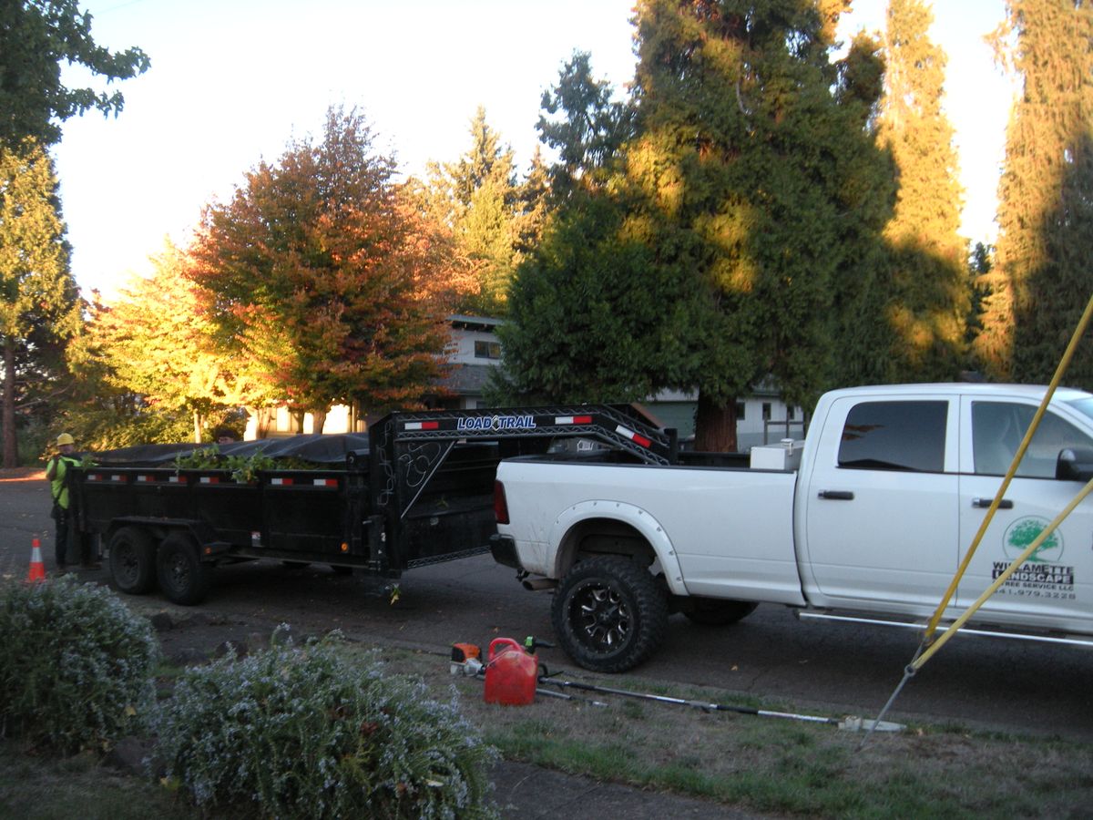 Tree Removals for Willamette Landscaping and Tree Services in Albany, OR