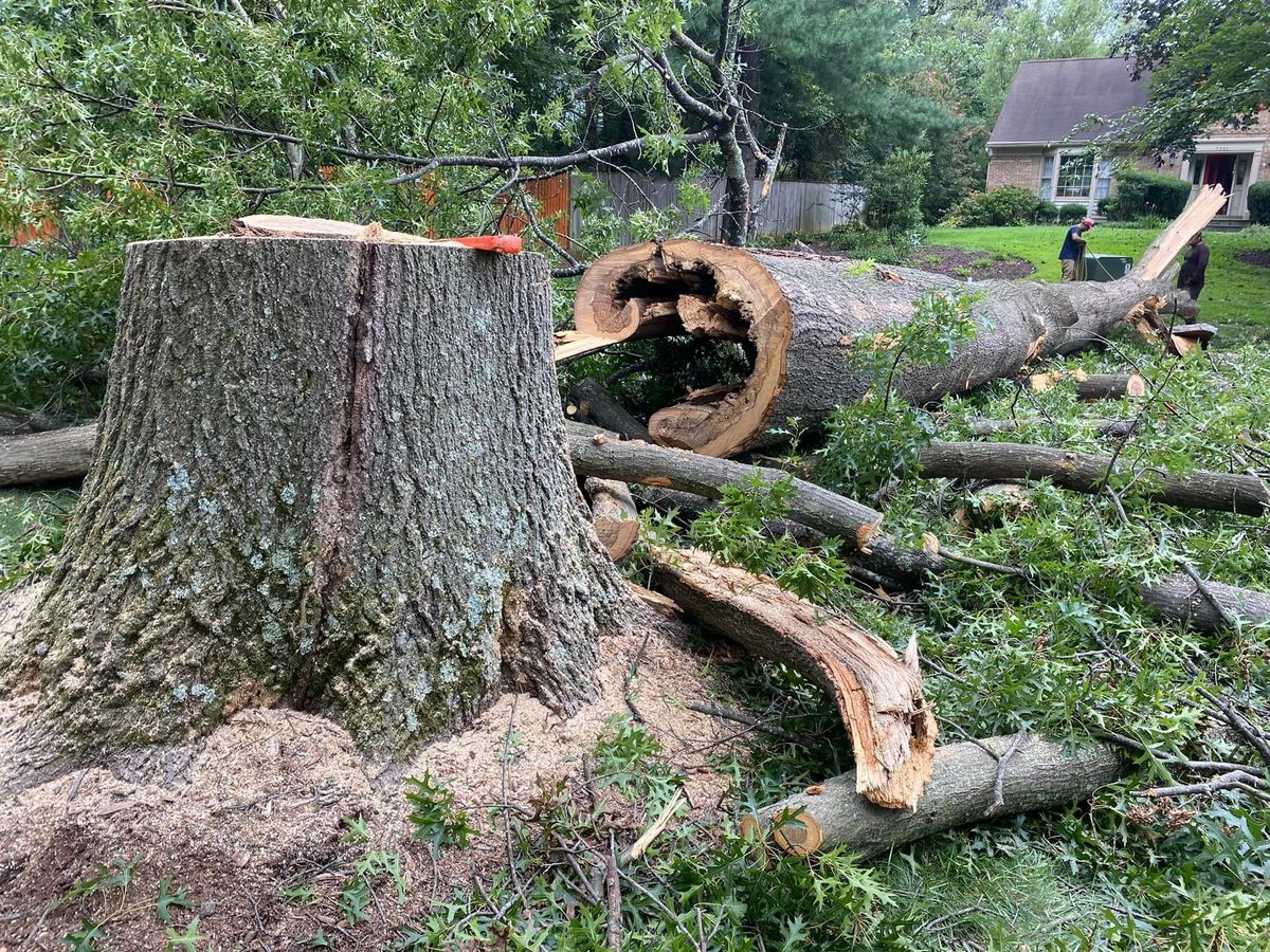 Tree Removal for DIAZ TREE in Stafford, VA