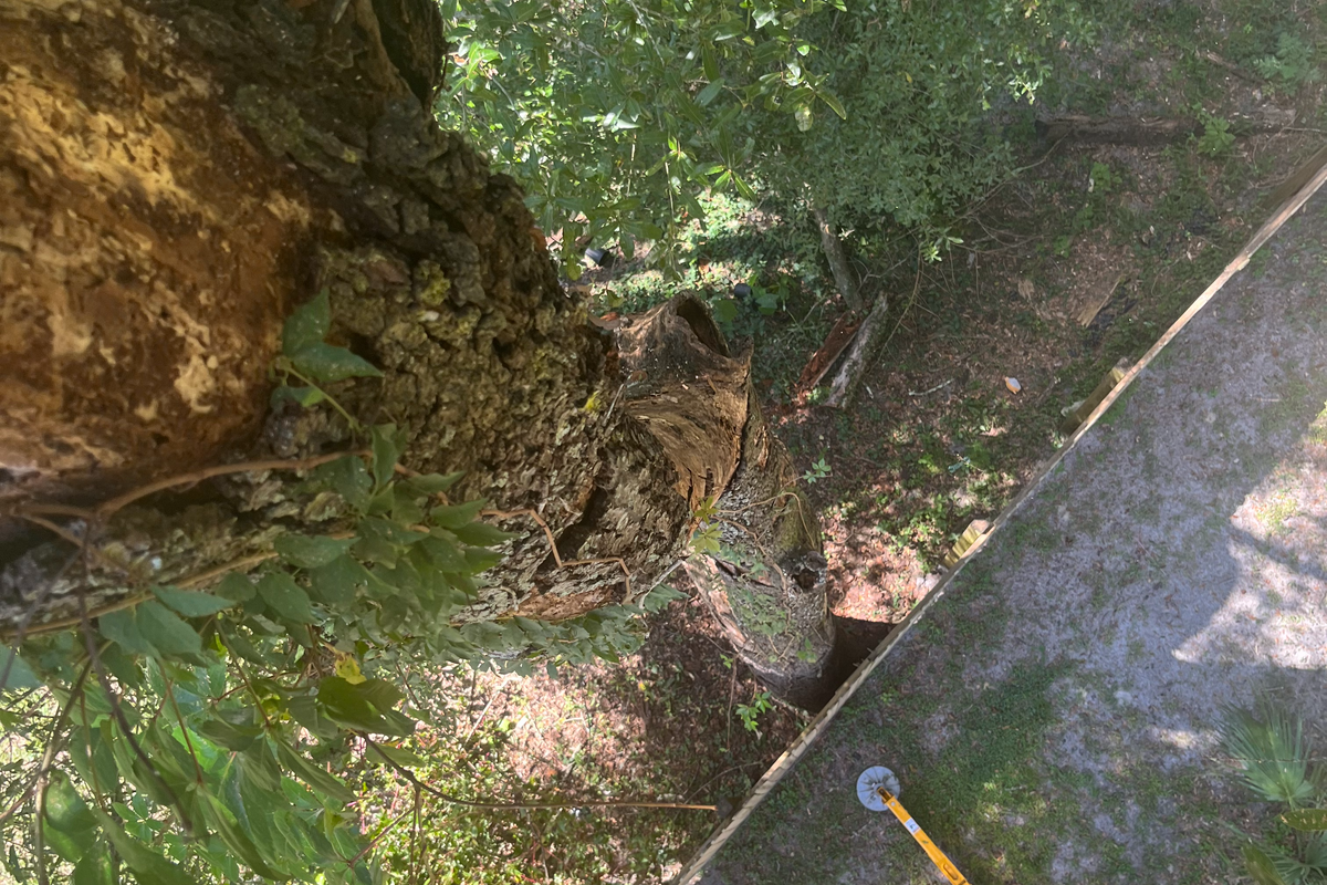 Tree Removal or Trimming  for All American Property Services in High Springs, FL