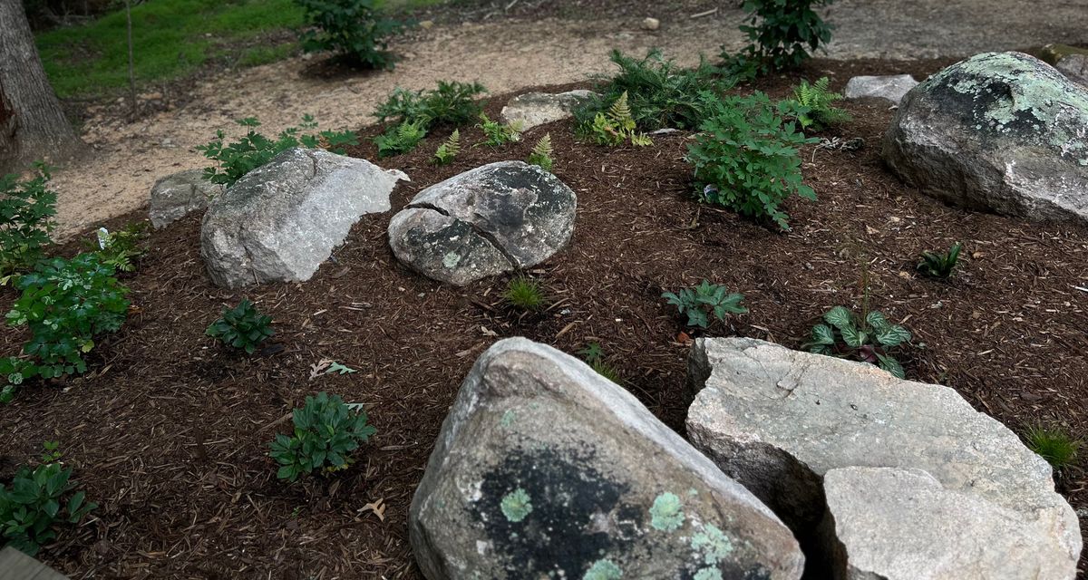 Habitat Restoration / Native Planting for Christina King Landscape Design in Raleigh, NC