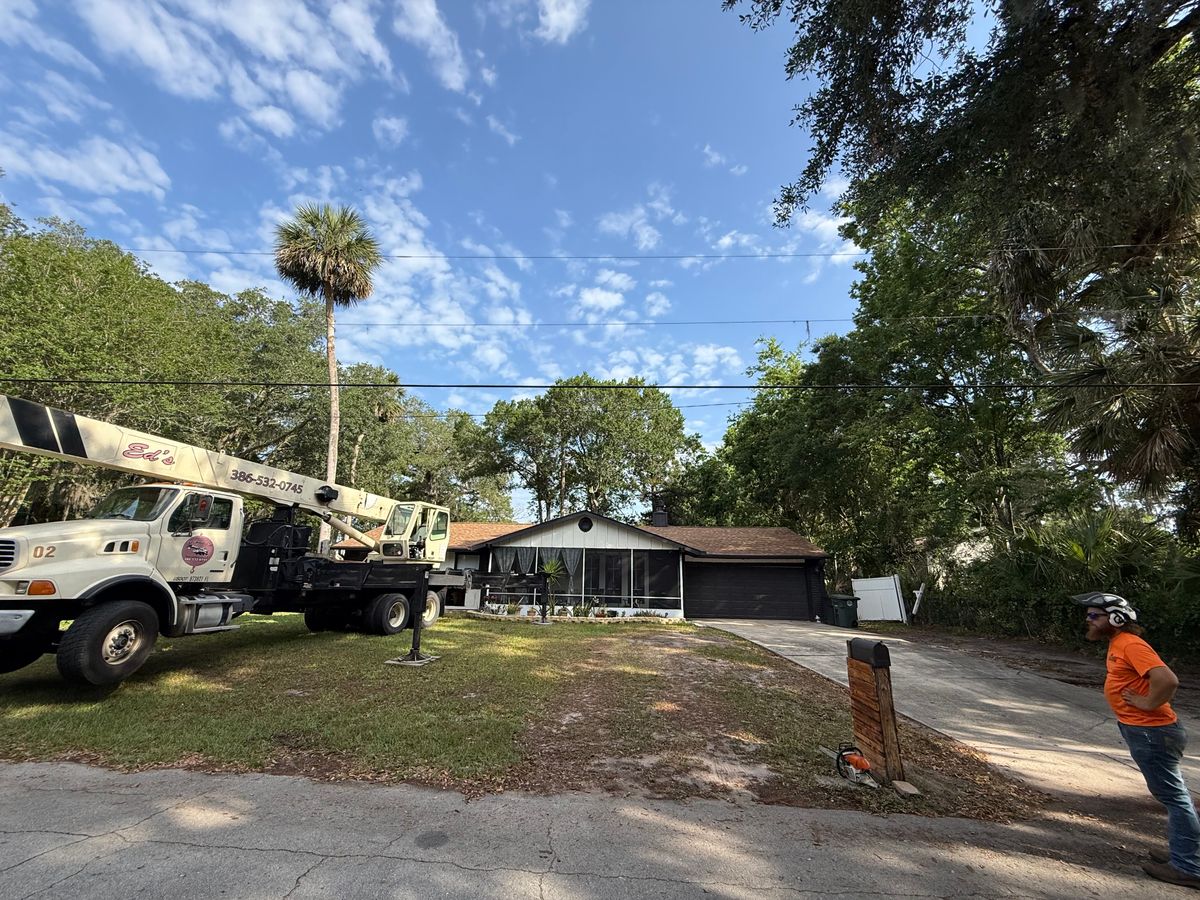 Tree Removal for Daniel Hickey’s Tree Service in DeLand, FL