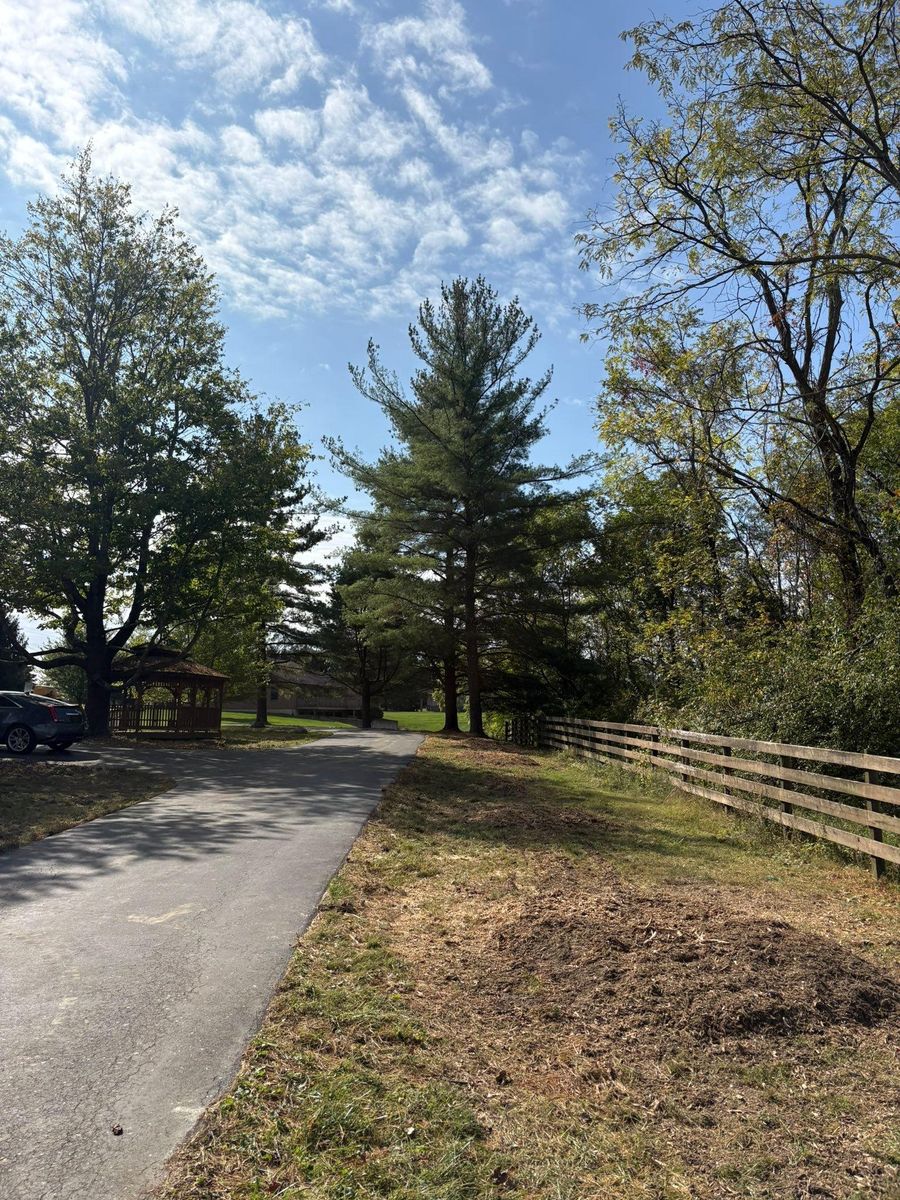 Tree Trimming for Dig-It Tree Company in Mason, OH
